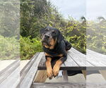 Small #7 Rottweiler Mix