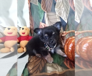 Chihuahua Puppy for sale in NEWVILLE, PA, USA