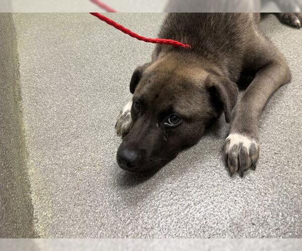 Medium Photo #1 German Shepherd Dog-Unknown Mix Puppy For Sale in Las Vegas, NV, USA