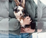 Puppy Sapphire Miniature Australian Shepherd