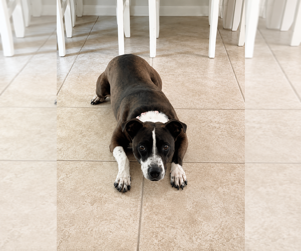 Medium Photo #13 Mutt Puppy For Sale in Mooresville, NC, USA