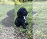 Small #7 Beagle-Poodle (Toy) Mix