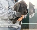 Small #14 Great Dane