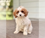Small #6 Cavapoo (Miniature)