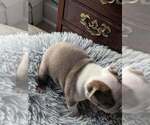 Small Photo #8 Boston Terrier Puppy For Sale in GONIC, NH, USA