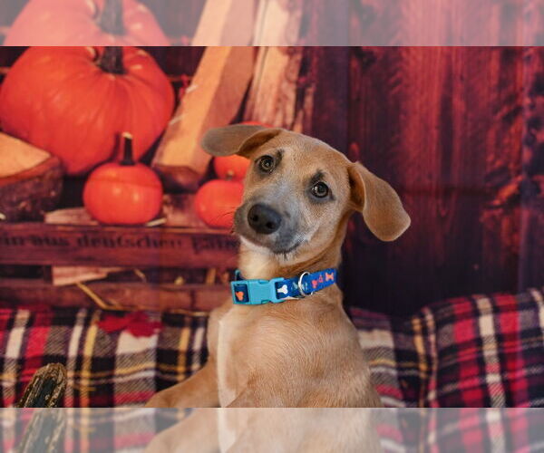 Medium Photo #1 Mutt Puppy For Sale in Gloversville, NY, USA