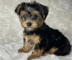 Small Photo #13 Yorkshire Terrier Puppy For Sale in MIAMI, FL, USA