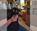 Small Photo #3 German Shepherd Dog Puppy For Sale in REEDSBURG, WI, USA