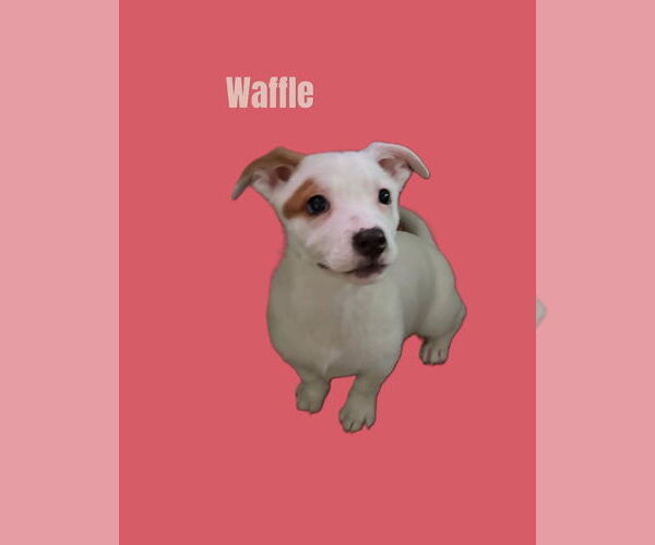 Medium Photo #2 Mutt Puppy For Sale in South Bend, IN, USA