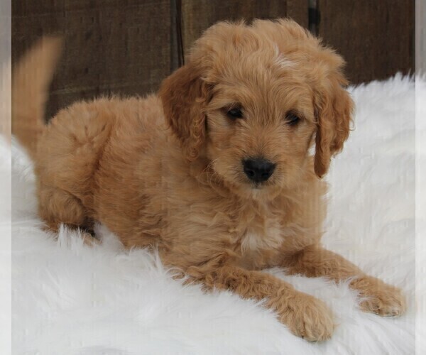 Medium Photo #3 Goldendoodle (Miniature) Puppy For Sale in FREDERICKSBURG, OH, USA