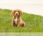 Small Photo #19 Golden Cavadoodle Puppy For Sale in MILLERSBURG, IN, USA