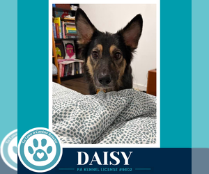 Daisy (Mom to the Triple D's) 101726 - Female German Shepherd Dog-Unknown Mix Dog for Adoption - Photo #3