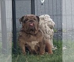 Small #1 Bulldog