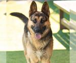 Small German Shepherd Dog