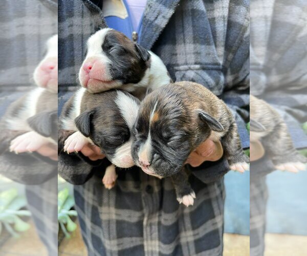 Medium Photo #4 Boxer Puppy For Sale in HINSDALE, MA, USA