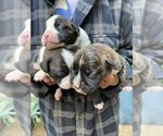 Litter of 12 - Male(s) and Female(s) BoxerLitter of Puppies for Sale - Photo #4