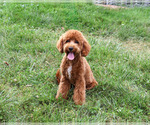 Matilda - Female Cavapoo (Miniature) Puppy for Sale - Photo #4