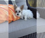 Small Photo #3 Shih Tzu-Unknown Mix Puppy For Sale in Aurora, IN, USA
