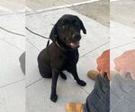 Small Photo #2 Labrador Retriever-Unknown Mix Puppy For Sale in Slidell, LA, USA