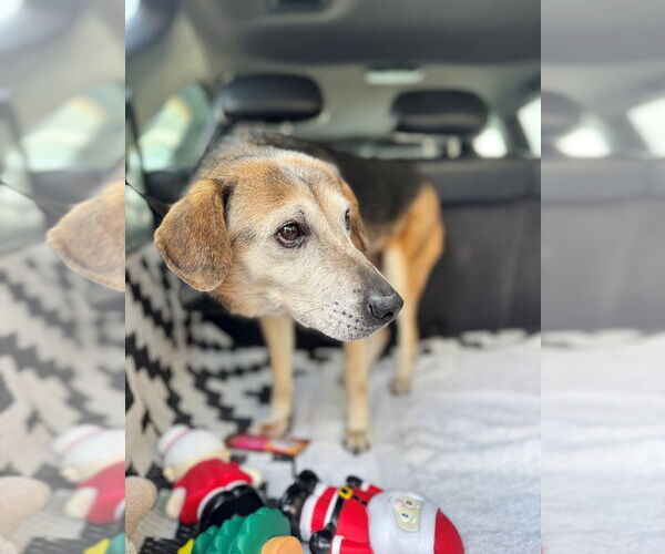 Medium Photo #3 Beagle-Unknown Mix Puppy For Sale in Lake Forest, CA, USA