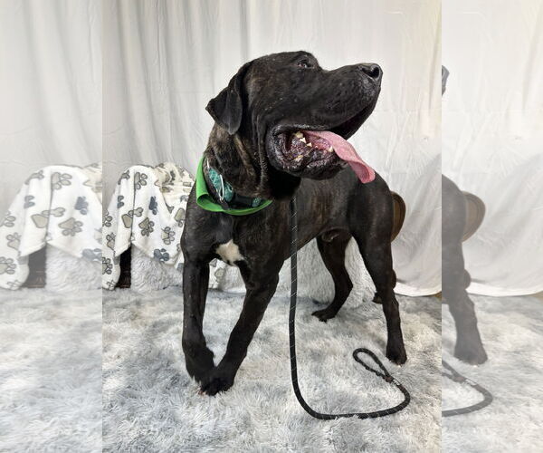 Medium Photo #5 Mastiff Puppy For Sale in Goodyear, AZ, USA