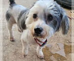Small #3 Shih-Poo