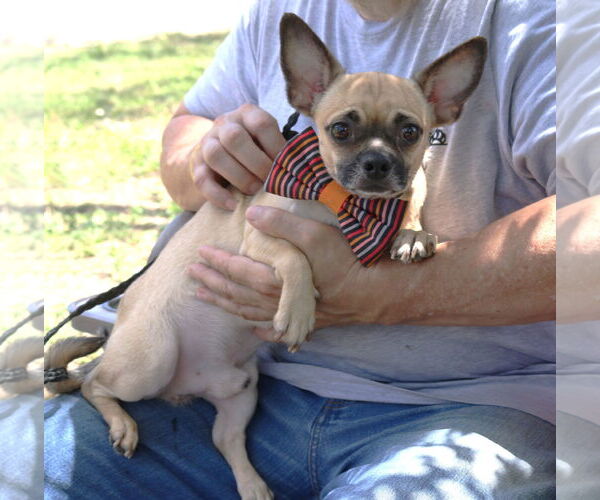 Medium Photo #2 Chug Puppy For Sale in Bandera, TX, USA