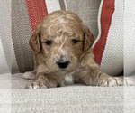 Small Photo #17 Goldendoodle Puppy For Sale in ATLANTA, GA, USA