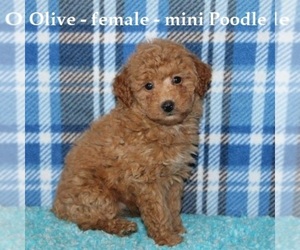 Poodle (Miniature) Puppy for sale in HOPKINSVILLE, KY, USA