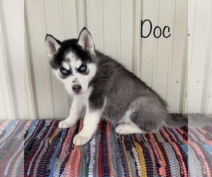 Siberian Husky Puppy for sale in DEARBORN, MO, USA
