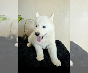 Alaskan Malamute Puppy for sale in ZILLAH, WA, USA