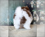 Small #4 Pomeranian