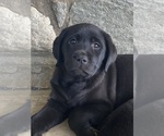 Small Photo #28 Labrador Retriever Puppy For Sale in NEW HOLLAND, PA, USA