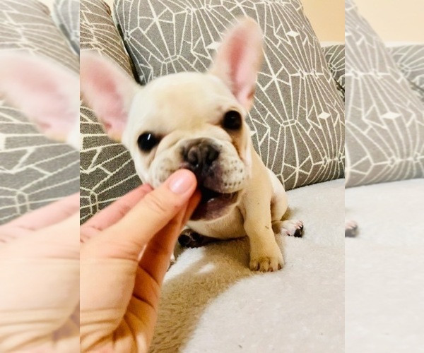 Medium Photo #19 French Bulldog Puppy For Sale in CLEARWATER, FL, USA