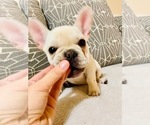 Small Photo #19 French Bulldog Puppy For Sale in CLEARWATER, FL, USA