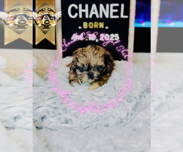 Medium Photo #12 Shih Tzu Puppy For Sale in ATHENS, GA, USA