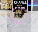 Small #11 Shih Tzu