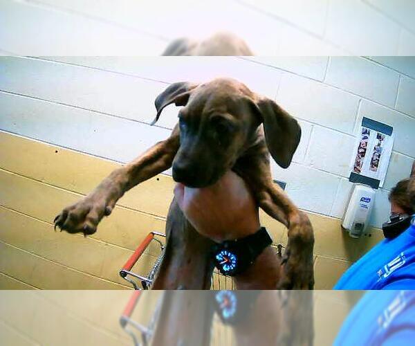 Medium Photo #1 Mutt Puppy For Sale in Tulsa, OK, USA