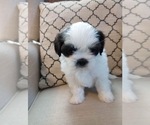 Small Photo #6 Shih Tzu Puppy For Sale in ALLENSVILLE, KY, USA
