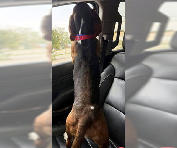 Medium Photo #3 Basset Hound Puppy For Sale in Deepwater, NJ, USA