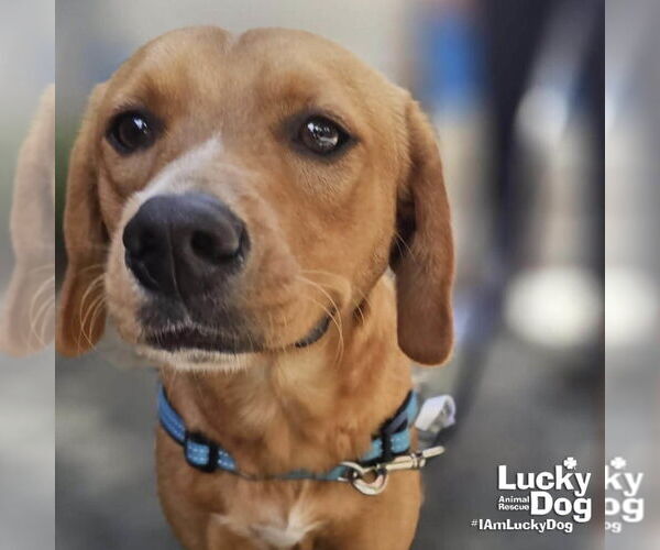 Medium Photo #4 Labrador Retriever-Unknown Mix Puppy For Sale in Washington, DC, USA