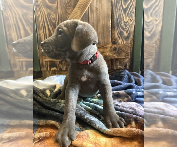 Medium Photo #11 Cane Corso Puppy For Sale in HUNTINGTON, IN, USA
