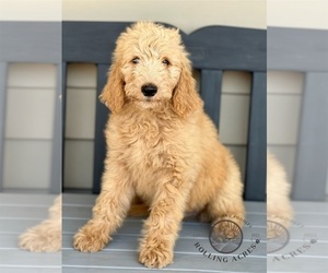 Goldendoodle Puppy for sale in MARYVILLE, MO, USA