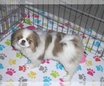 Small Photo #4 Japanese Chin Puppy For Sale in ORO VALLEY, AZ, USA