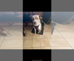 Small #11 Mutt