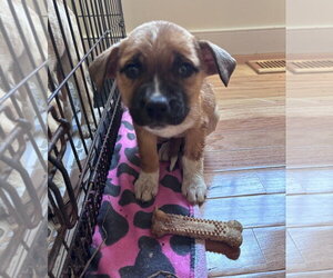 Boxer-Siberian Husky Mix Dogs for adoption in Chester, VA, USA