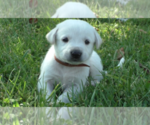 Puppy Cody Anatolian Shepherd-Labrador Retriever Mix