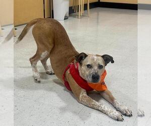 Mutt Dogs for adoption in Elk Grove, CA, USA