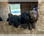 Small Labrador Retriever