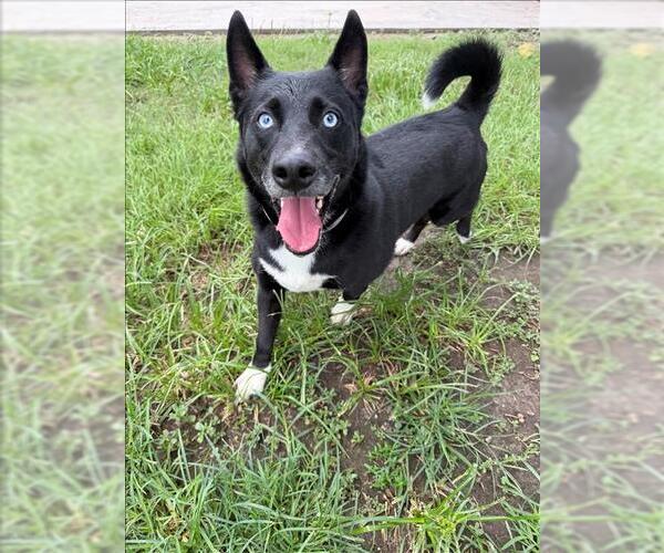 Medium Photo #1 Horgi Puppy For Sale in Conroe, TX, USA